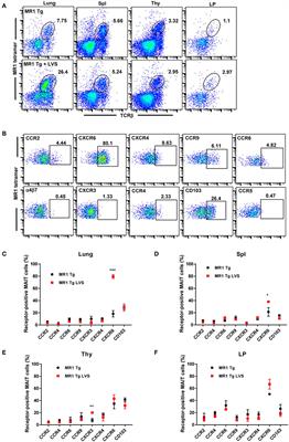 CXCL16 Stimulates Antigen-Induced MAIT Cell Accumulation but Trafficking During Lung Infection Is CXCR6-Independent